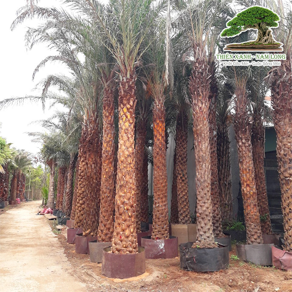 Cung cấp cây xanh